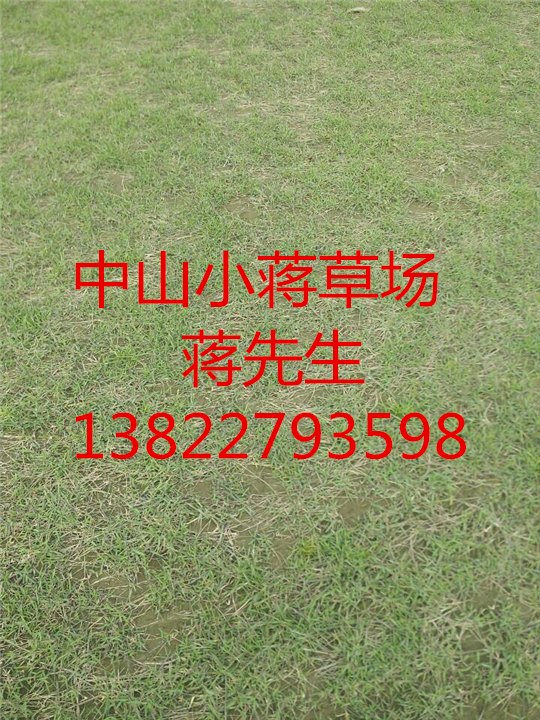 中山绿化草坪-中山绿化草坪基地