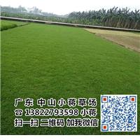 中山草皮|中山足球场专用草皮-小蒋草场