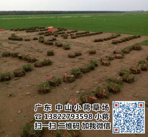 中山草皮基地|中山草皮批发