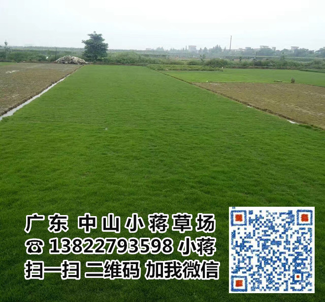 中山台湾草皮|中山兰引三号草皮-小蒋草场