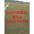 广东绿化草坪-广东绿化草坪基地