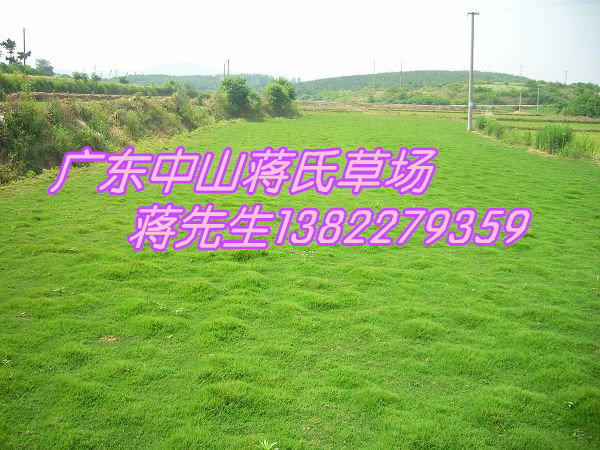 广东草坪，广东中山草皮