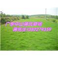 广东草坪，广东中山草皮