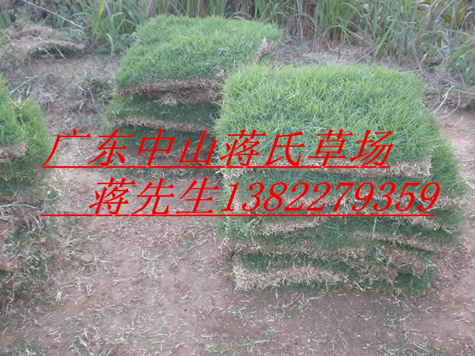 湖南草坪，湖南草皮，江西草坪
