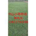 中山绿化草皮-中山绿化草皮基地