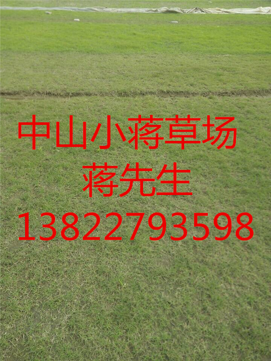 中山绿化草坪-中山绿化草坪基地