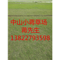 中山绿化草坪-中山绿化草坪基地