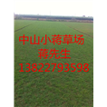 广东绿化草皮-广东绿化草皮基地