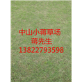 中山绿化草坪-中山绿化草坪基地