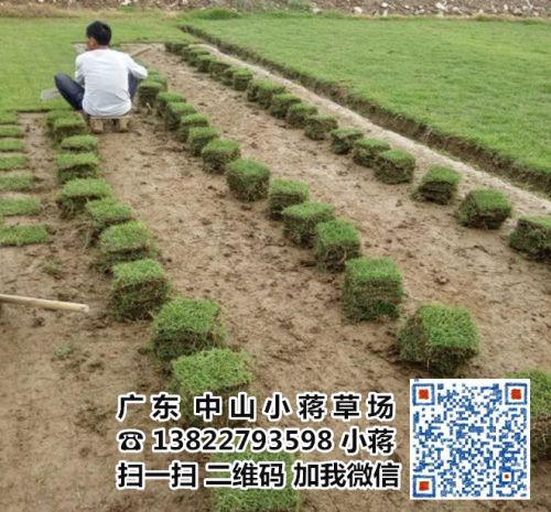 中山哪里有卖草皮|中山小蒋草皮