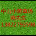 广东绿化草坪-广东绿化草坪基地