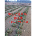 广东绿化草皮-广东绿化草皮基地