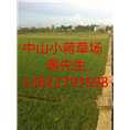 中山绿化草皮-中山绿化草皮基地