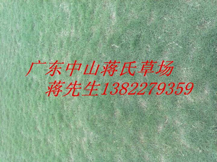 福建草坪，福建草皮直销