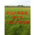 中山绿化草皮-中山绿化草皮基地