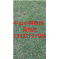 中山绿化草皮-中山绿化草皮基地