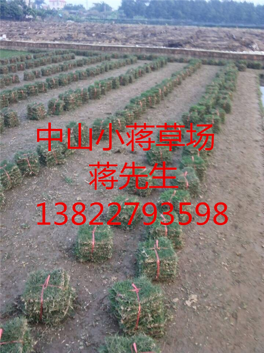 广东绿化草皮-广东绿化草皮基地