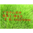 广东草坪&广东草皮&广东草皮价格 