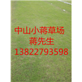 中山绿化草坪-中山绿化草坪基地