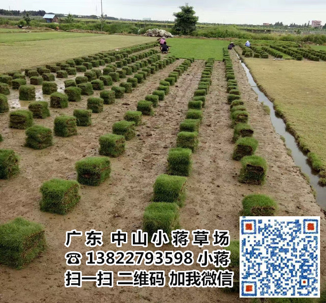中山马尼拉草皮|中山夏威夷草皮-小蒋草场