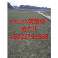 广东绿化草坪-广东绿化草坪基地