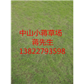 中山绿化草坪-中山绿化草坪基地