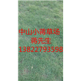 广东绿化草皮-广东绿化草皮基地 