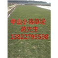 广东绿化草坪-广东绿化草坪基地