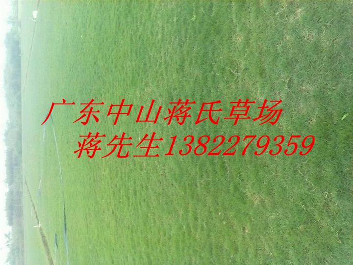福建草坪，福建草皮直销