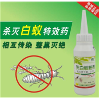 南安白蚂蚁防治|热线：13655956677 