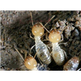 鲤城区白蚁公司 
