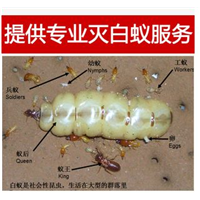 石狮白蚂蚁防治价格|石狮白蚂蚁防治