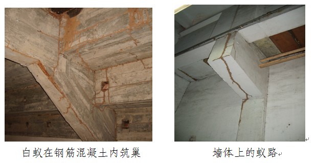 福建白蚁 