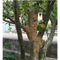龙湖白蚁治理 