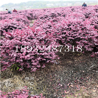精品红花继木球
