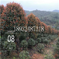 浏阳红叶石楠基地