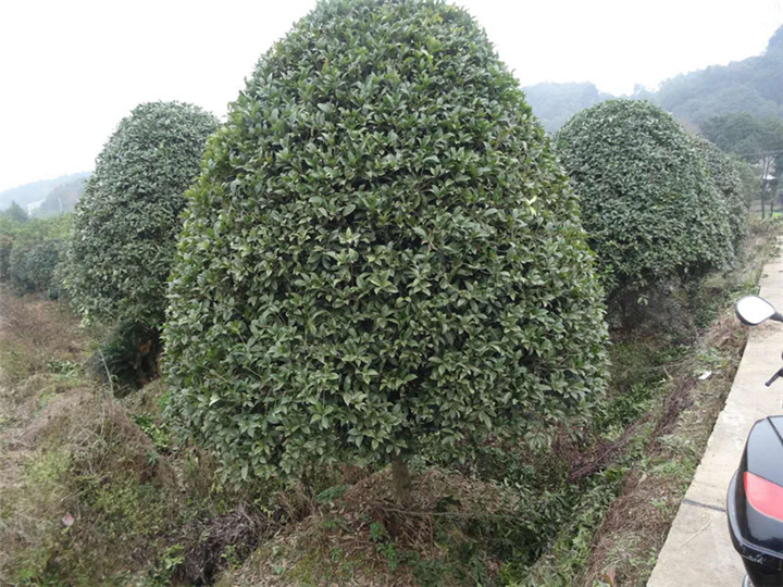 湖南桂花基地 