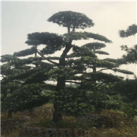 湖南造型罗汉松价格 