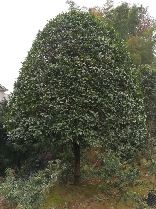 湖南金桂基地