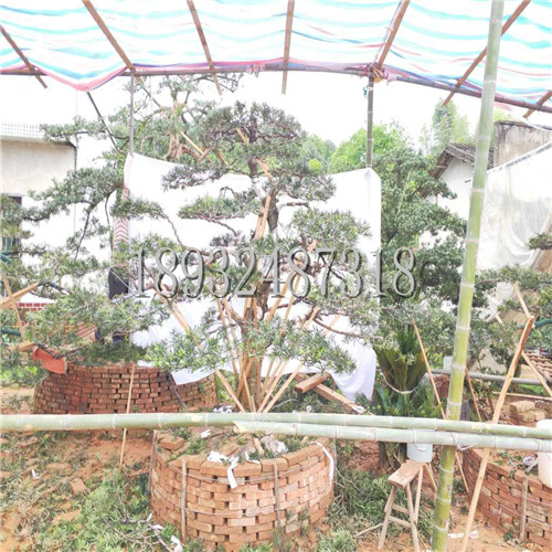 湖南造型罗汉松基地 