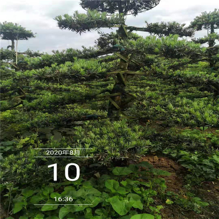 湖南罗汉松造型 