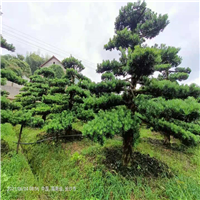 浏阳大型罗汉松