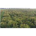 湖南红叶石楠球 