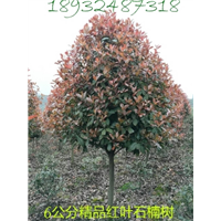湖南红叶石楠基地 