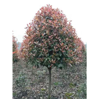 湖南红叶石楠树供应 