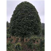 湖南金桂