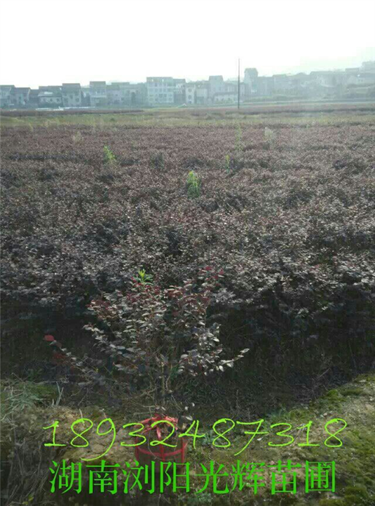 湖南金叶女贞供应 