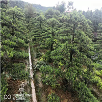 湖南造型罗汉松 