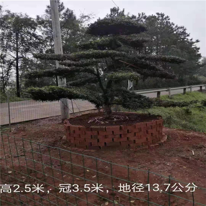浏阳造型罗汉松 