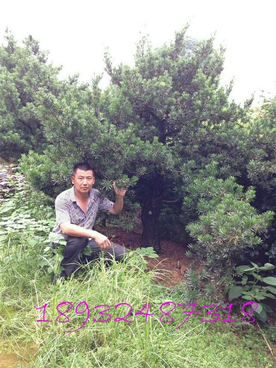 湖南桂花苗 